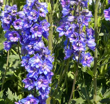 Delphinium